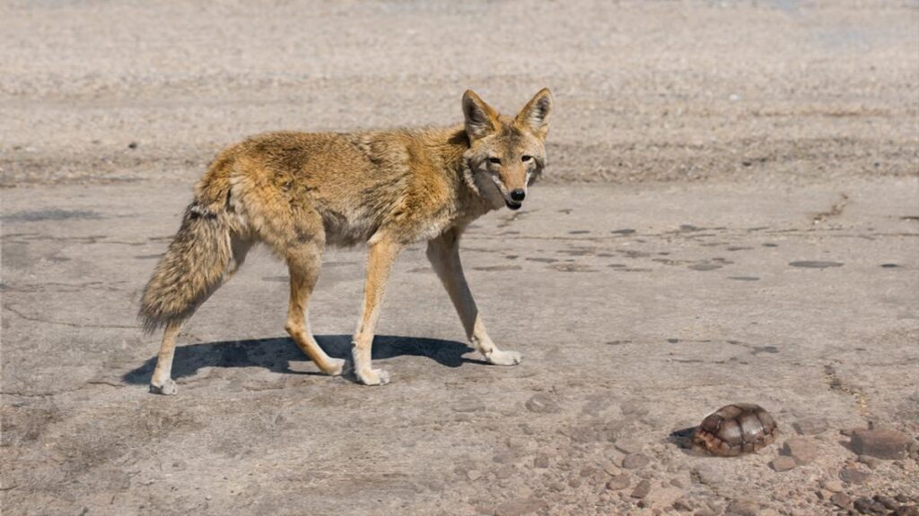 image of coyote.