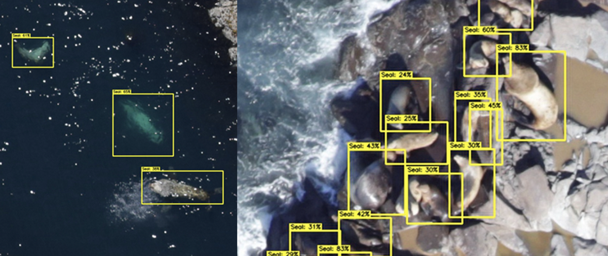 Image of seals detected using Charles River Analytics software.