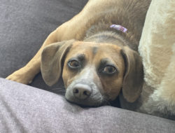 Ben's dog Lola lying on coach